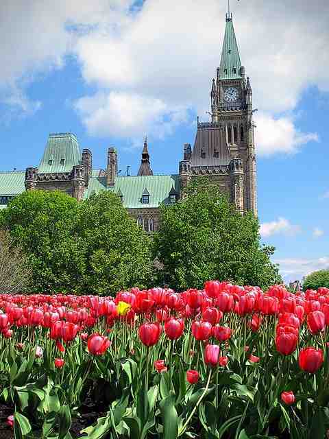 Festival Canadiense de Tulipanes en Ottawa